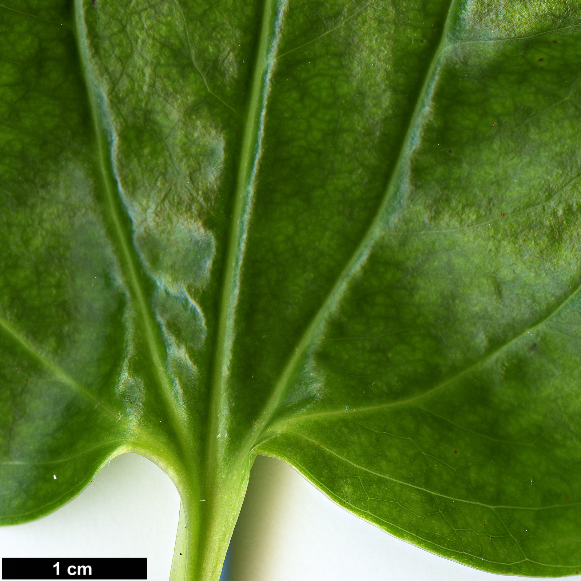 High resolution image: Family: Smilacaceae - Genus: Smilax - Taxon: azorica